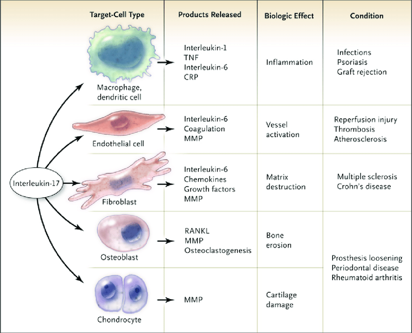 Image result for interleukin 17